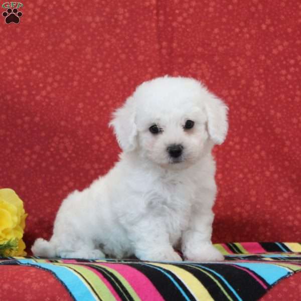 Trout, Bichon Frise Puppy